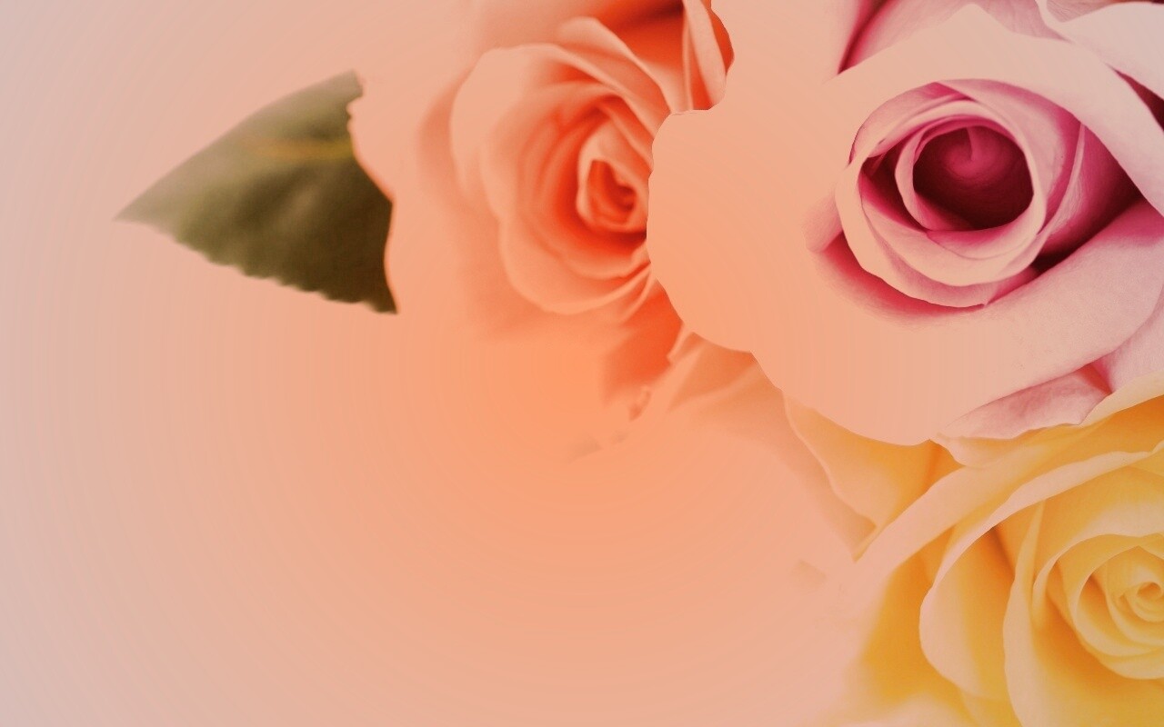 Букет разноцветных роз обои