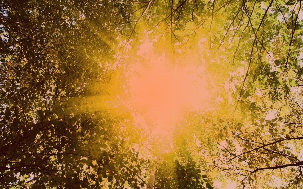 Яркий зеленоватый свет пробивающийся сквозь листву обои