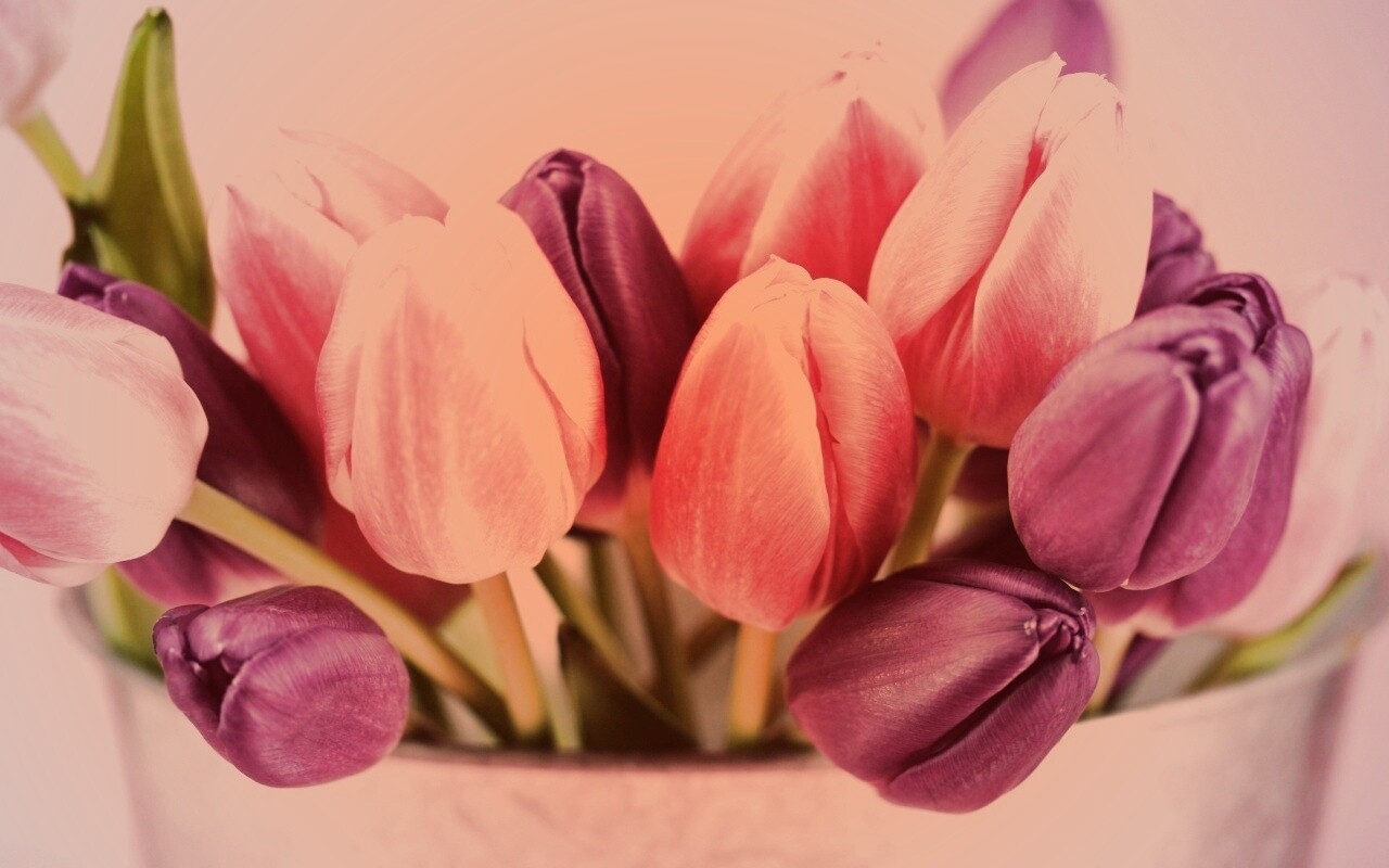 Розовые и фиолетовые тюльпаны обои