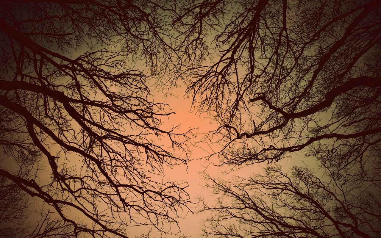 Голые кроны деревьев на фоне неба обои