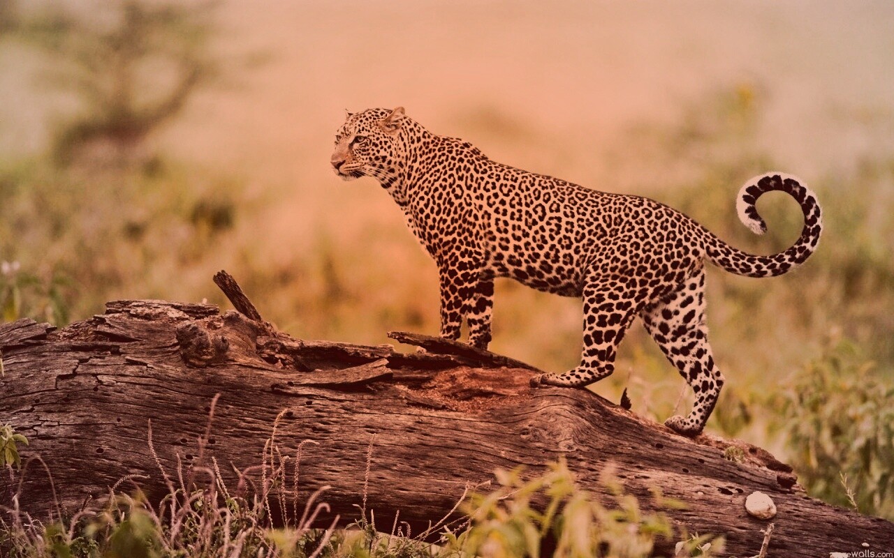 Леопард на природе обои
