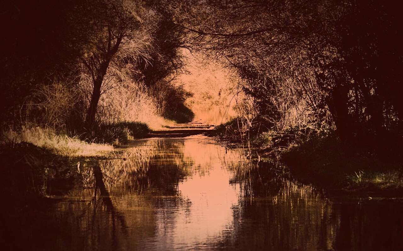 Лесная заросшая река обои