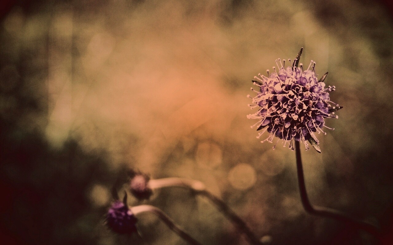 Цветок в макро обои