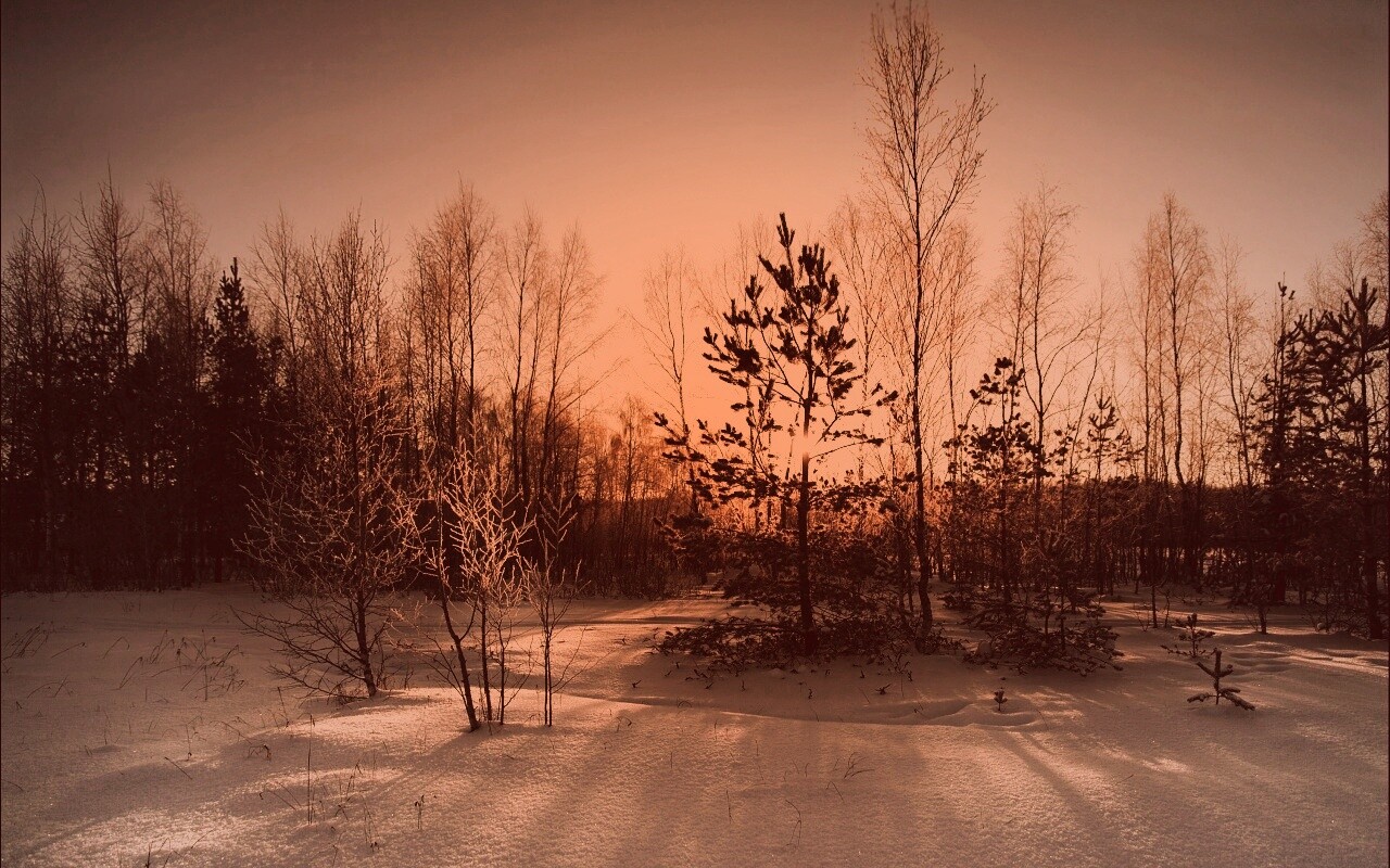 Зимний лес обои