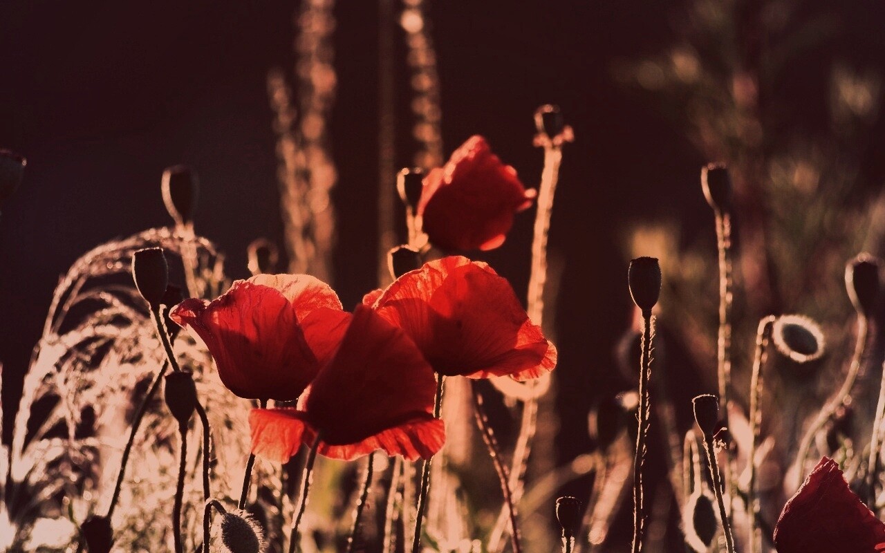 Макро фото мака обои