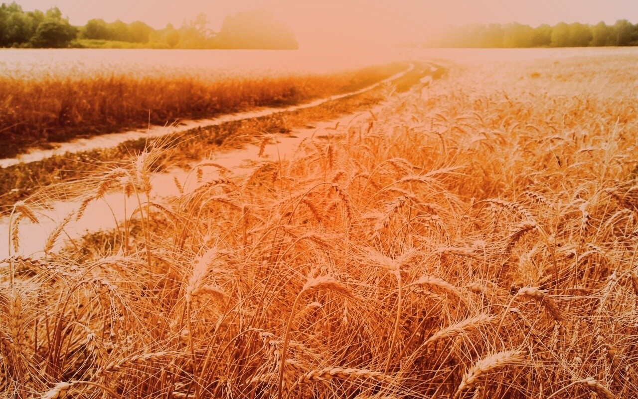 Речка среди поля обои