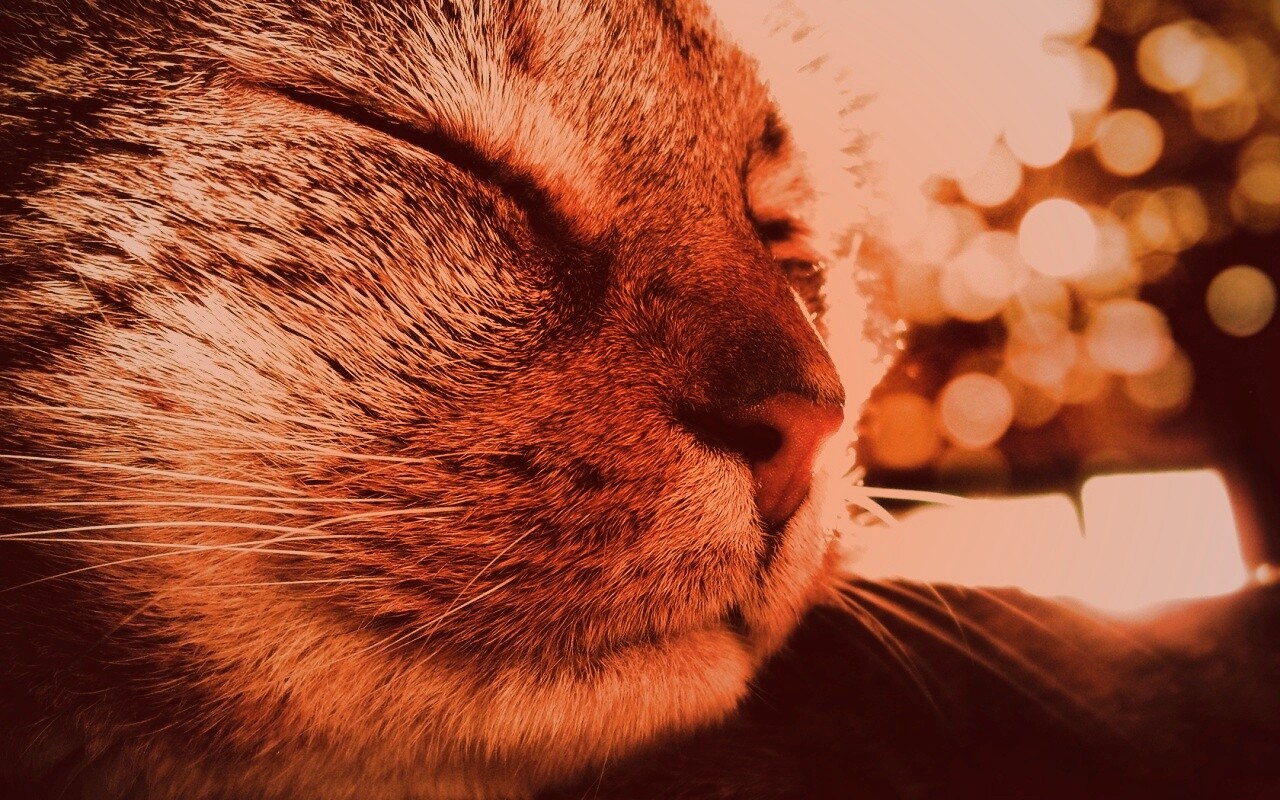Спящий на солнце рыжий кот обои