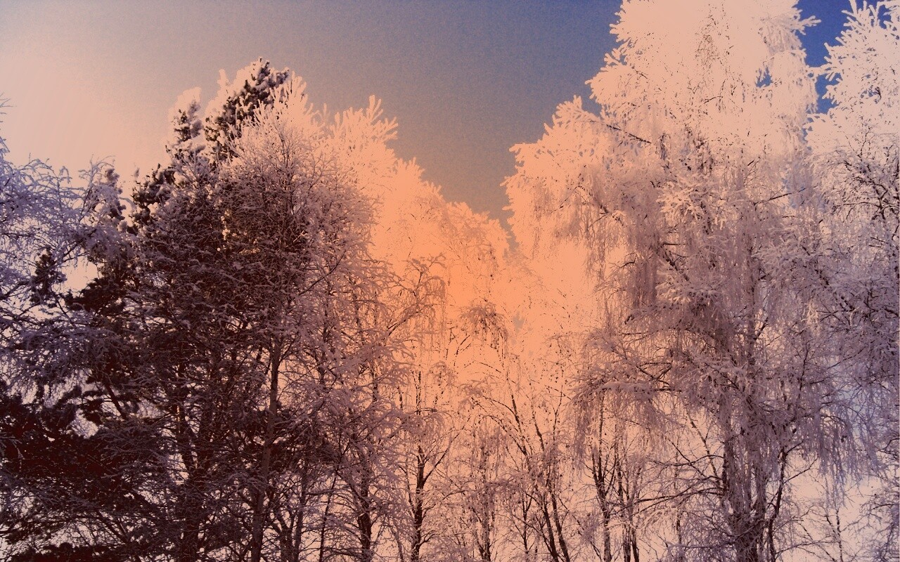 Замерзший лес обои