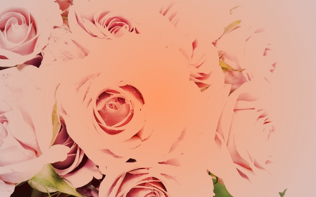 Букет розовых роз обои