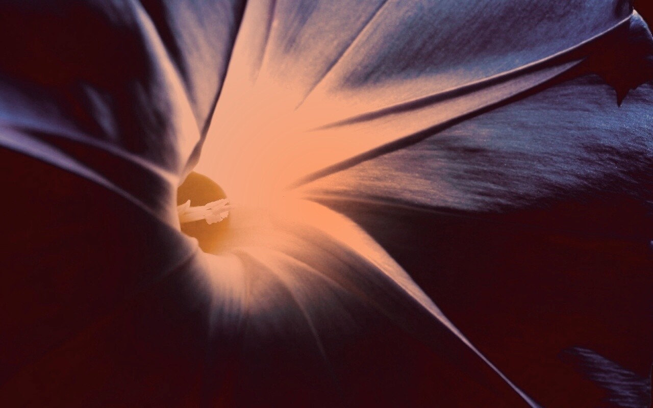 Нежный голубой цветок обои