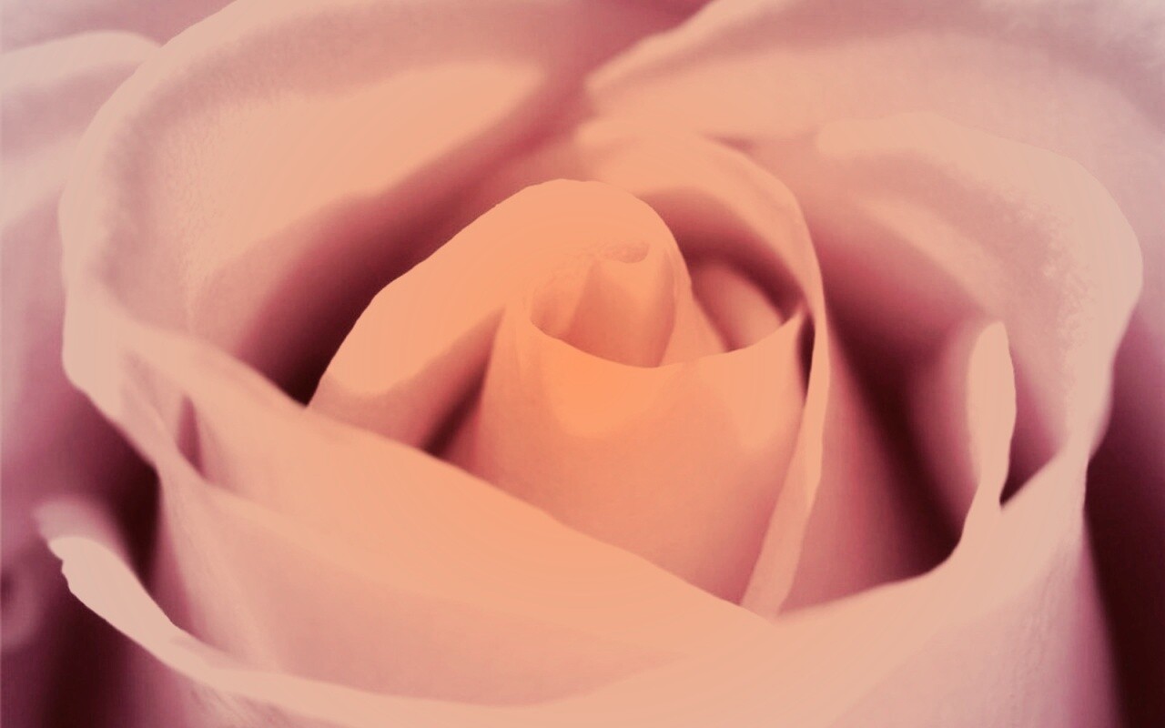 Фиолетовая роза макро обои