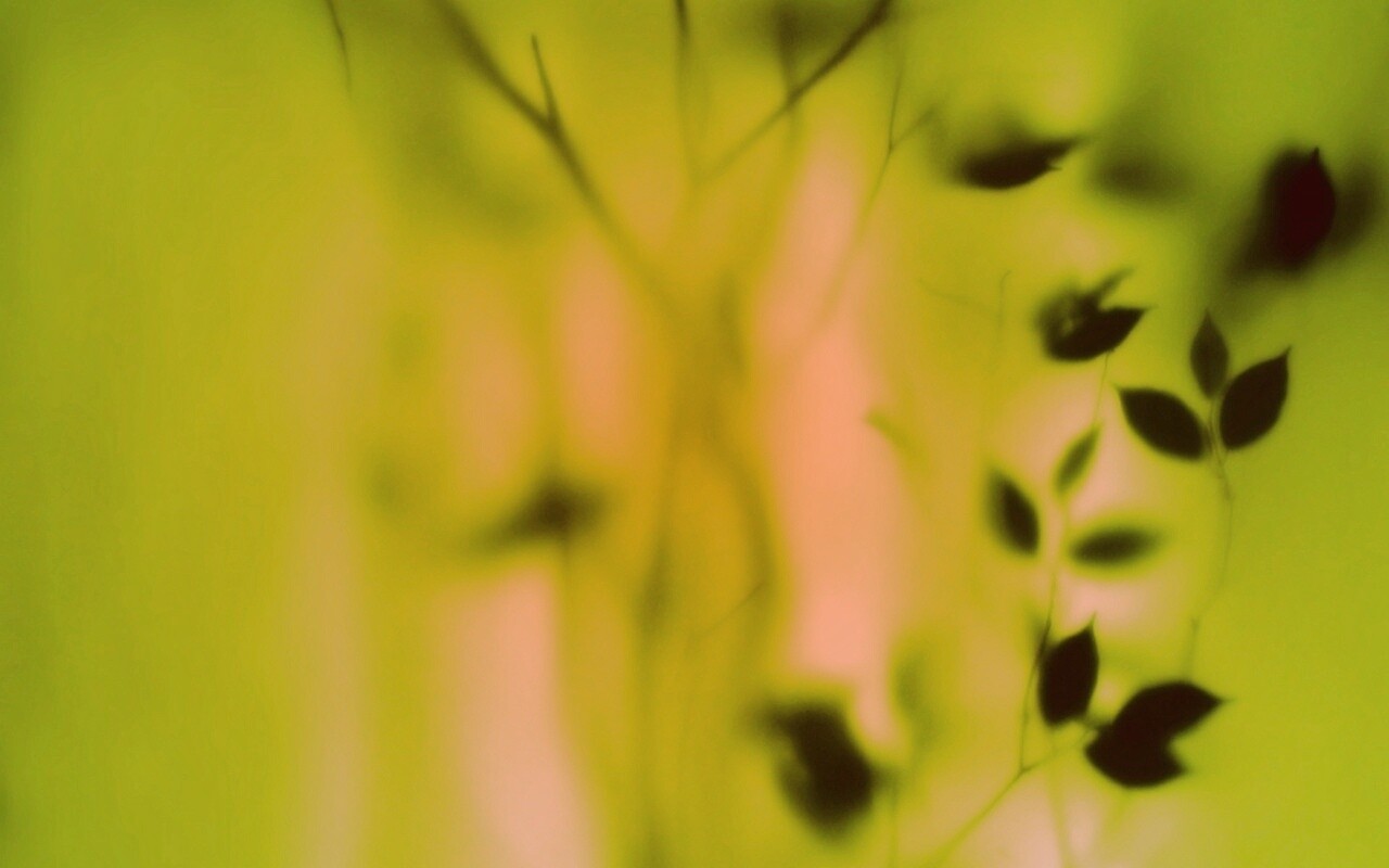 Зелень за стеклом обои