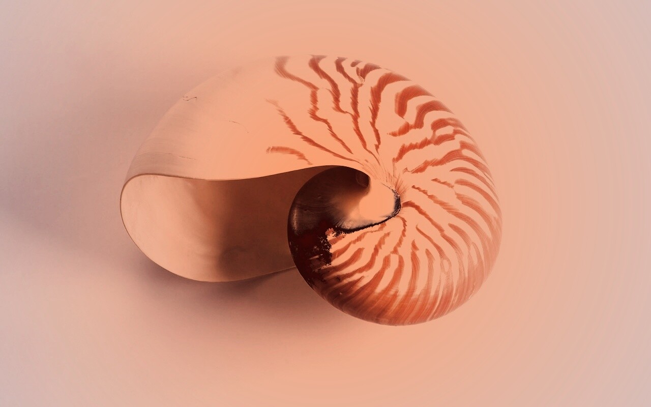 Ракушка в полоску обои