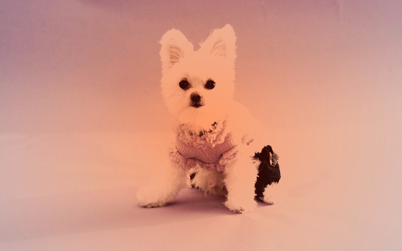 Собачка в свитере обои