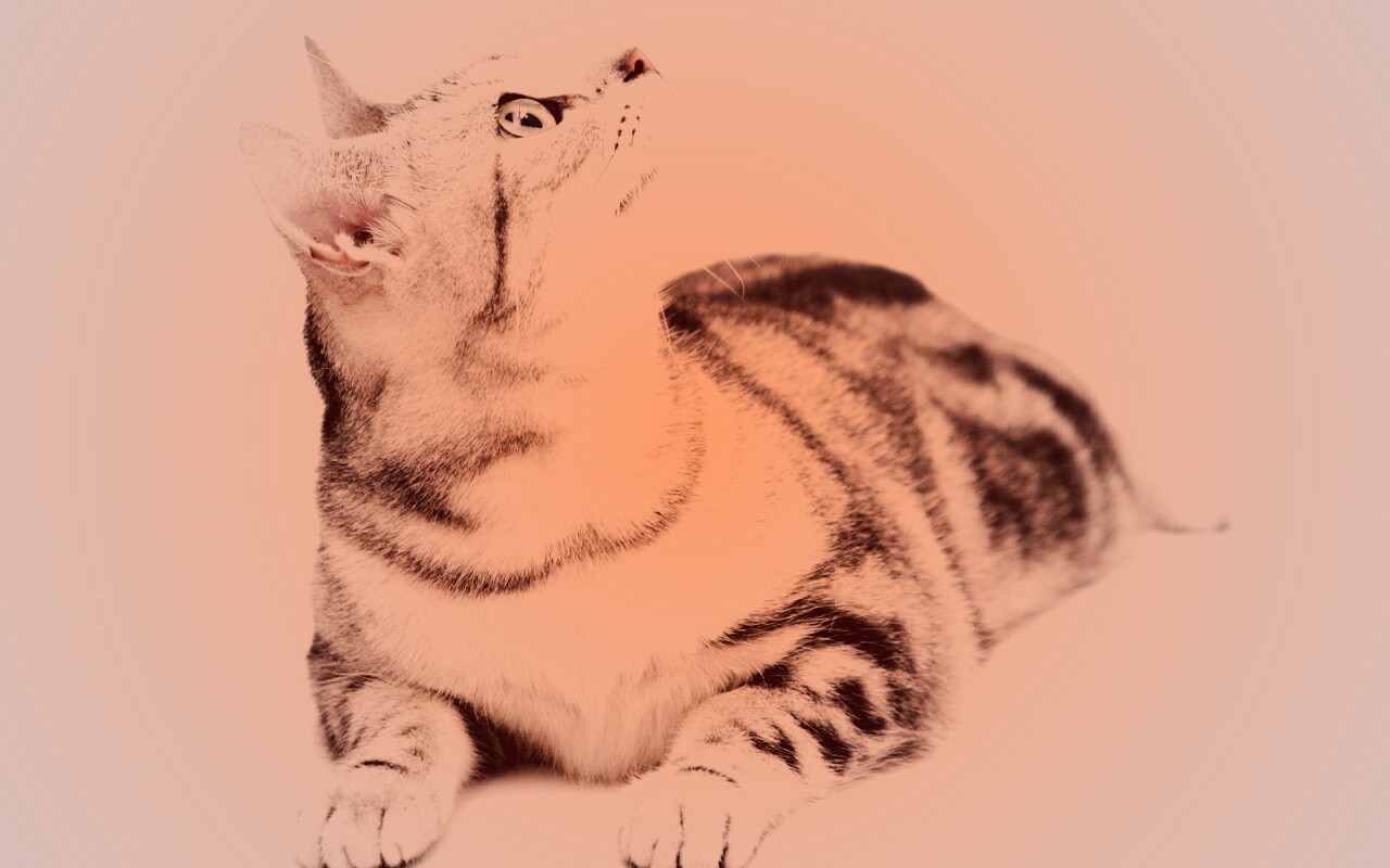 Котэ смотрит наверх обои