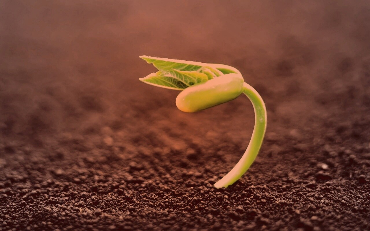 Макро фото зелёного росточка обои