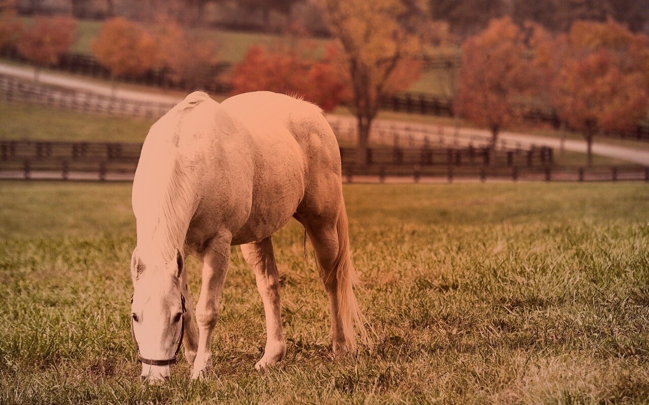 Красивая белая лошадь обои