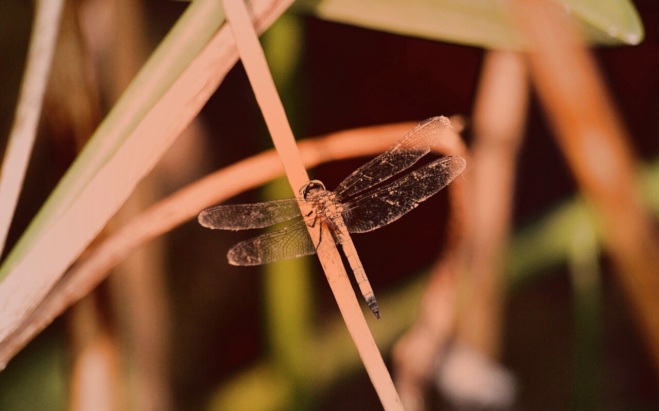 Стрекоза на тарвинке обои