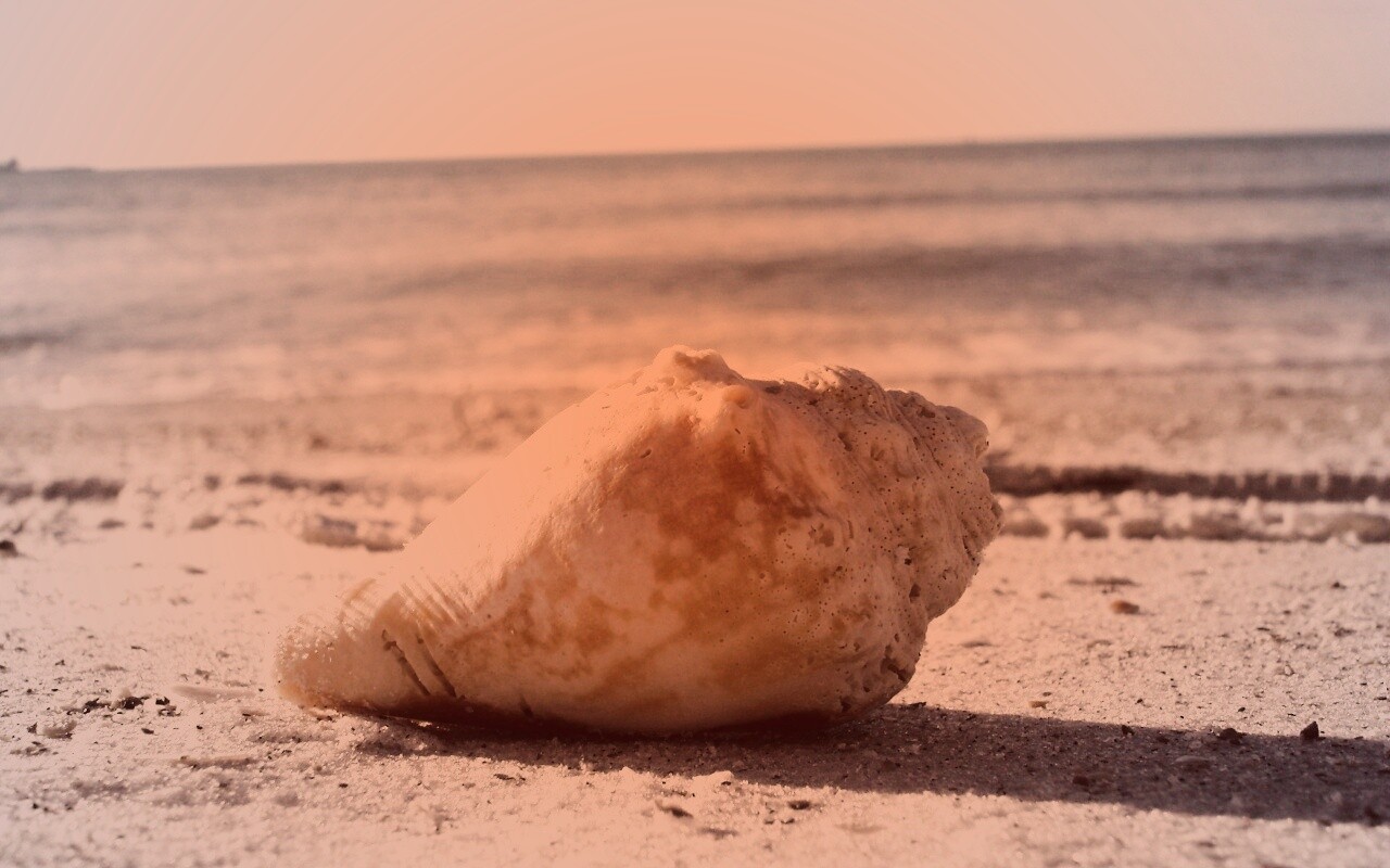 Морская раковина на пляже обои