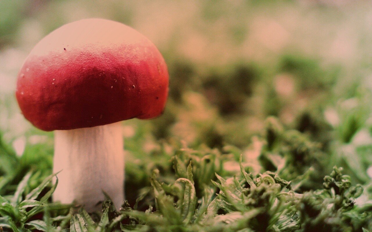 Грибок с красной шапкой обои