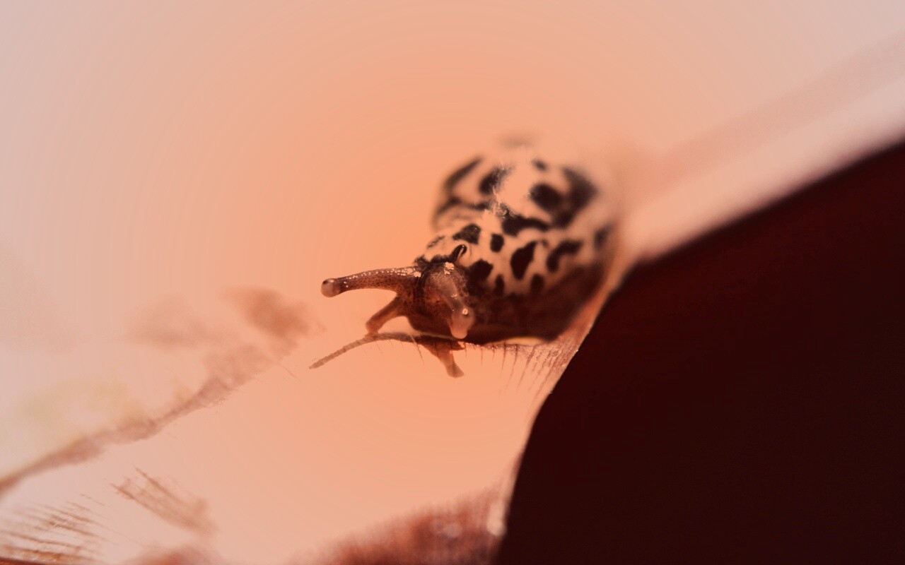 Ползущая улитка обои