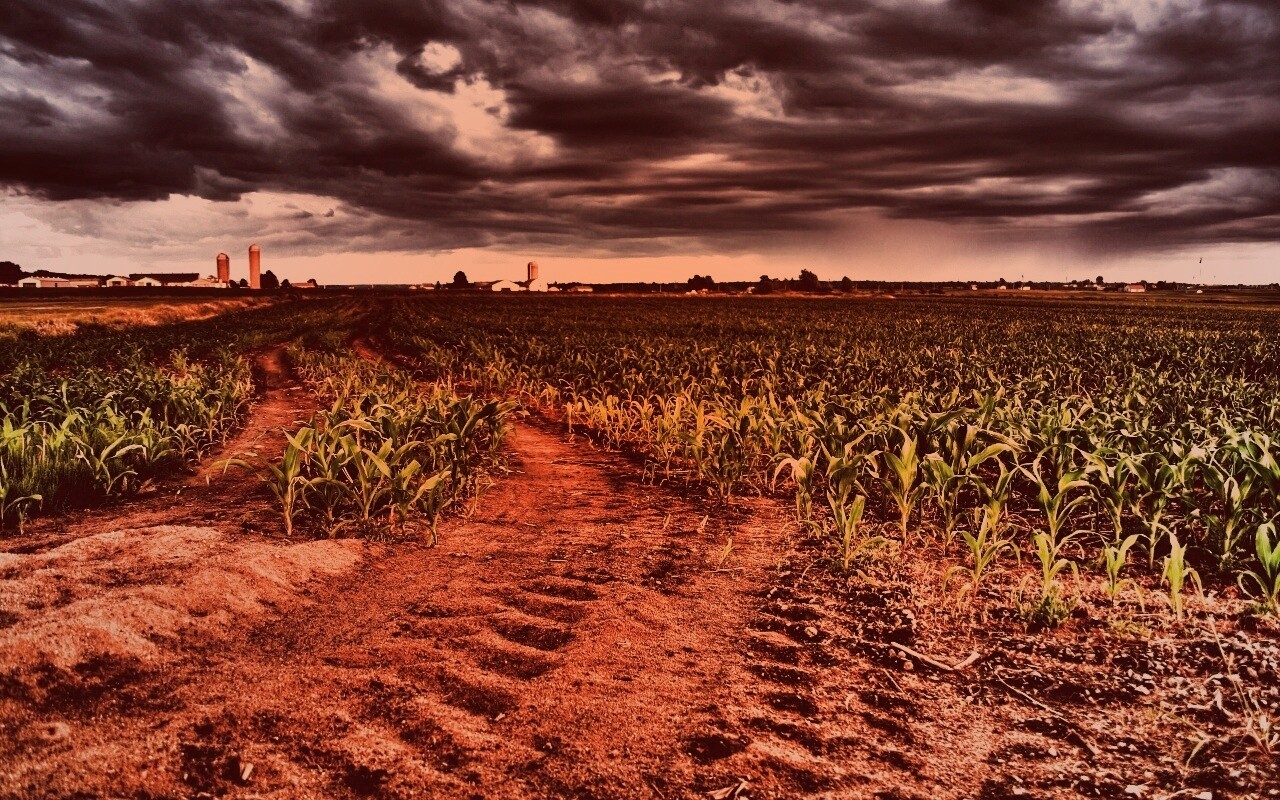 Кукурузное поле у фермы обои