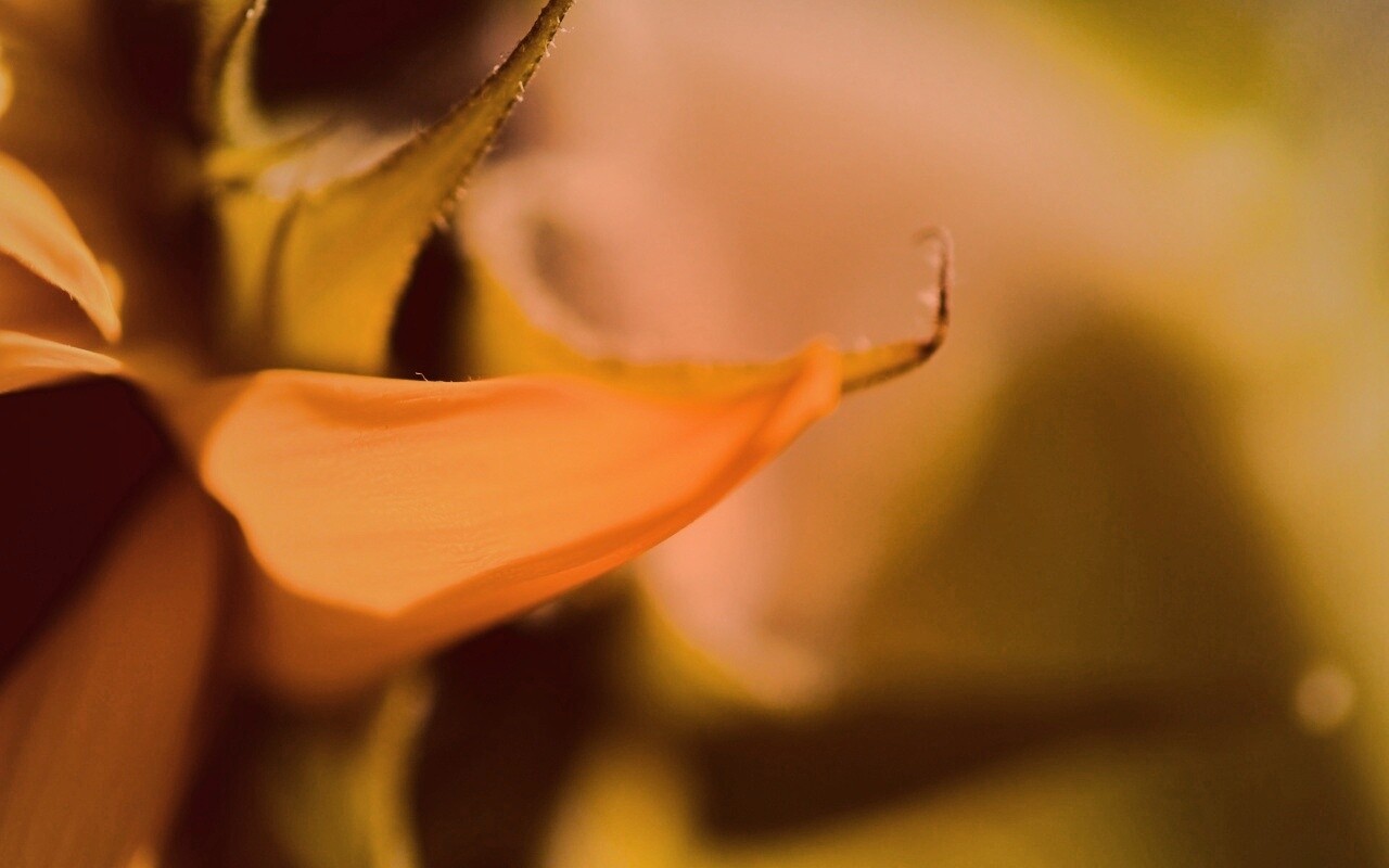 Солнечный цветок обои