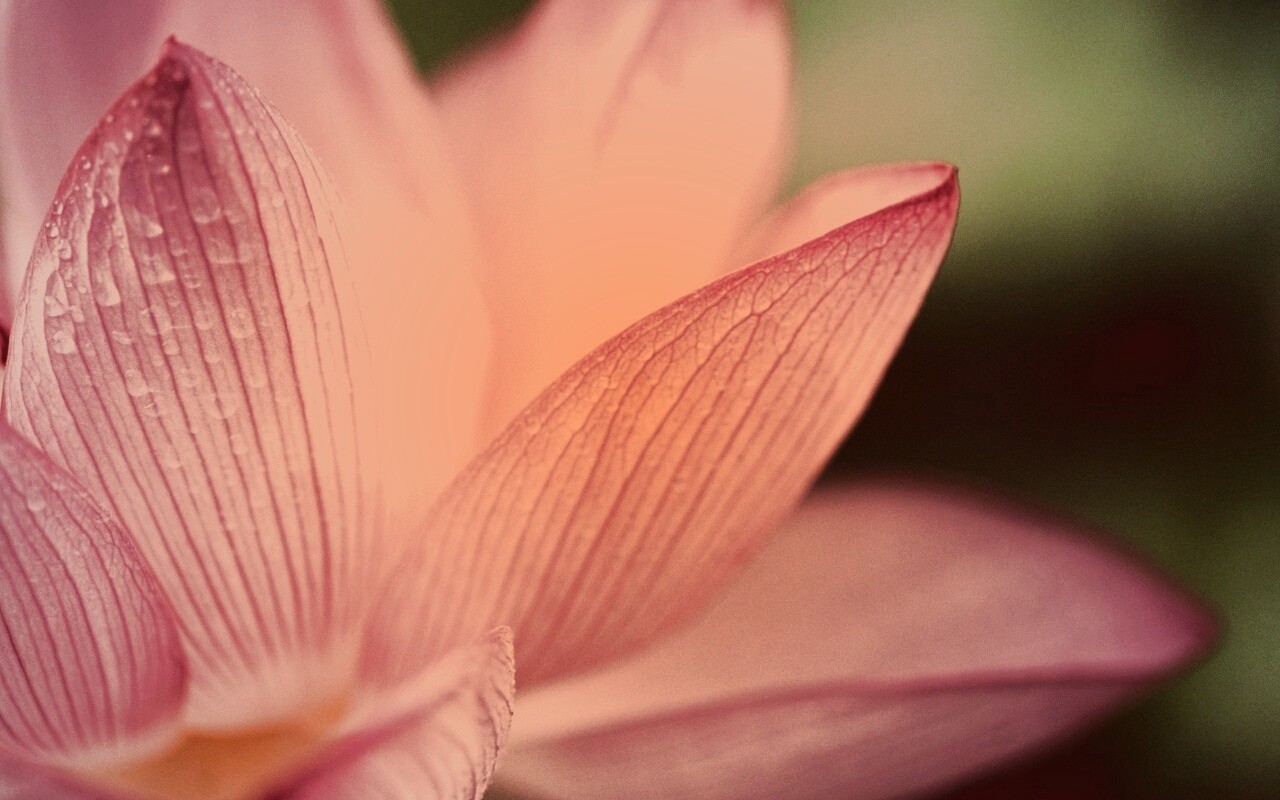 Лепестки цветов обои