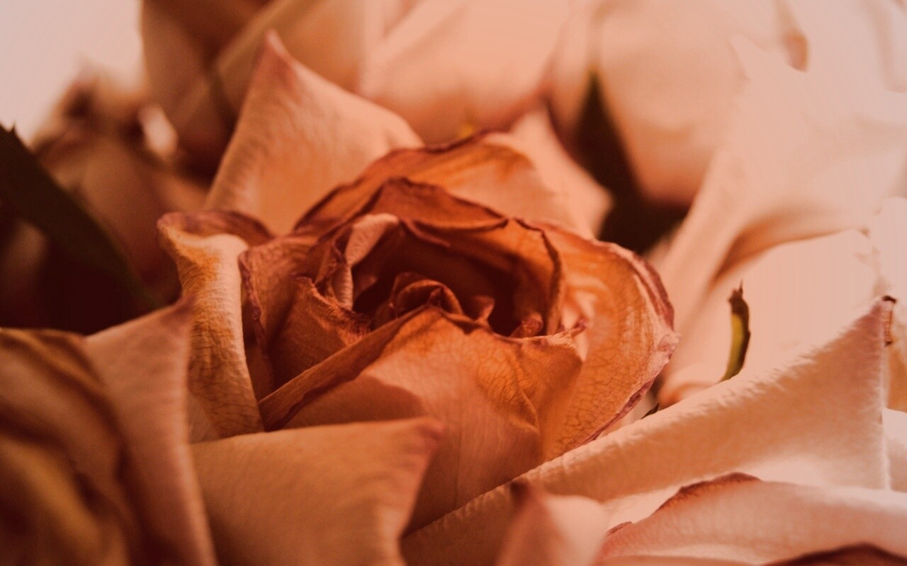 Увядающая роза обои