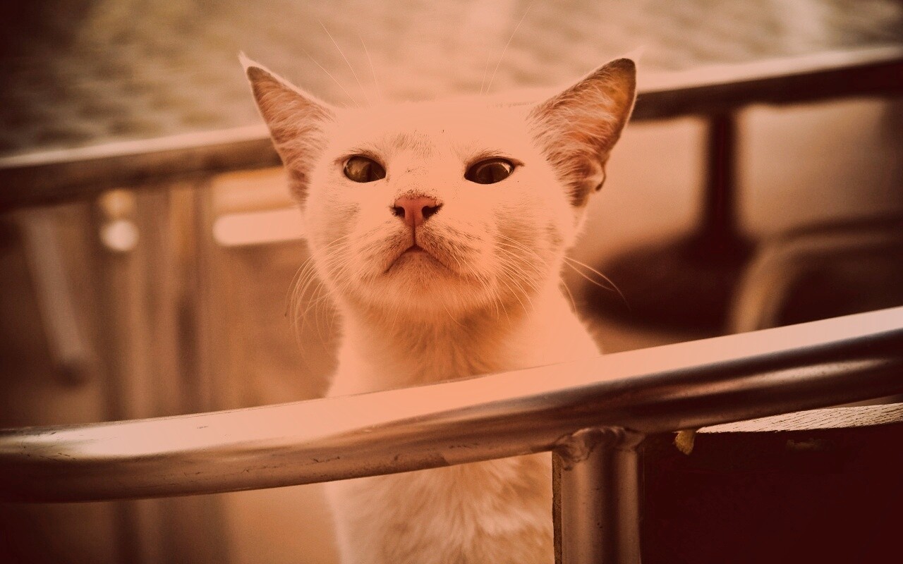 Настороженно принюхивающийся кот обои