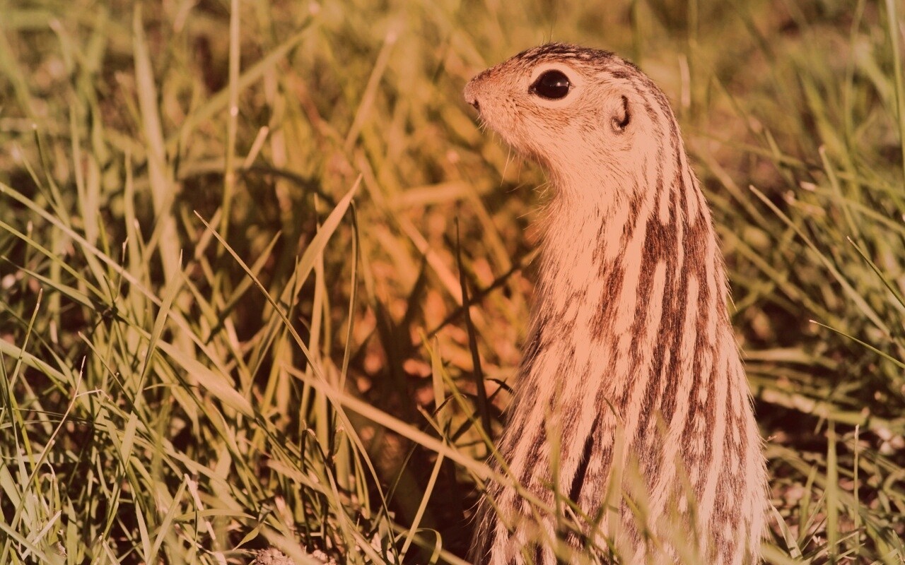 Сурок в стойке обои