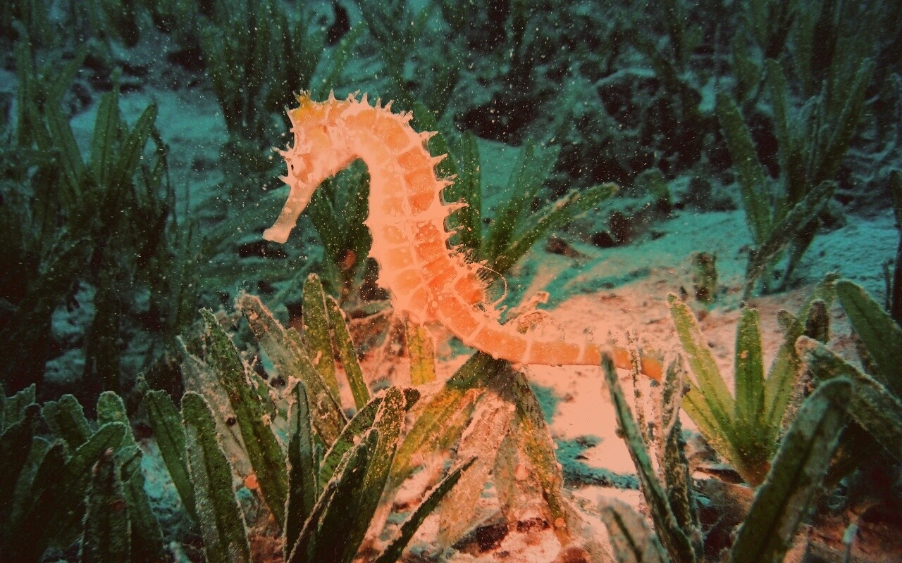 Морской конек обои