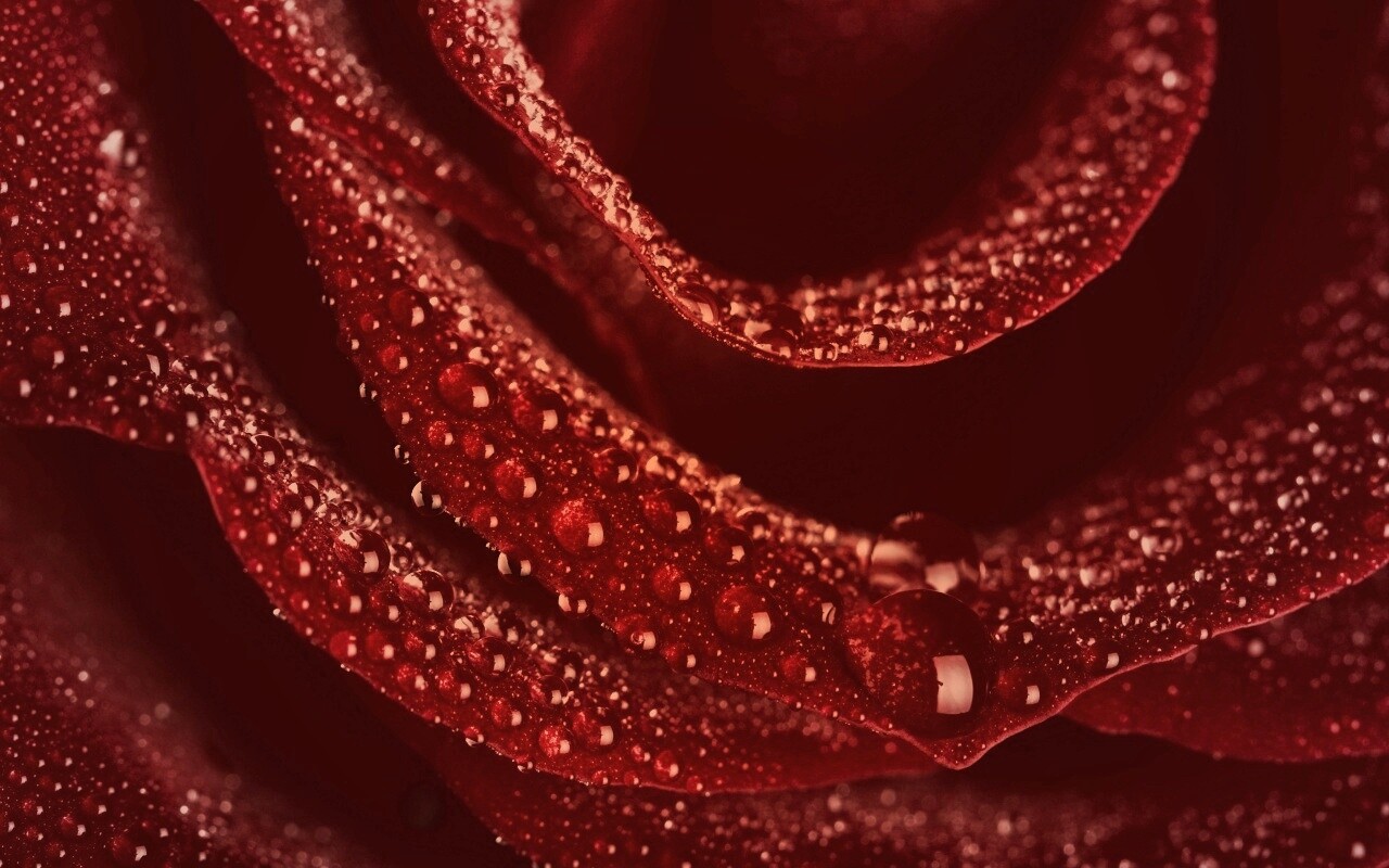 Роза в каплях обои