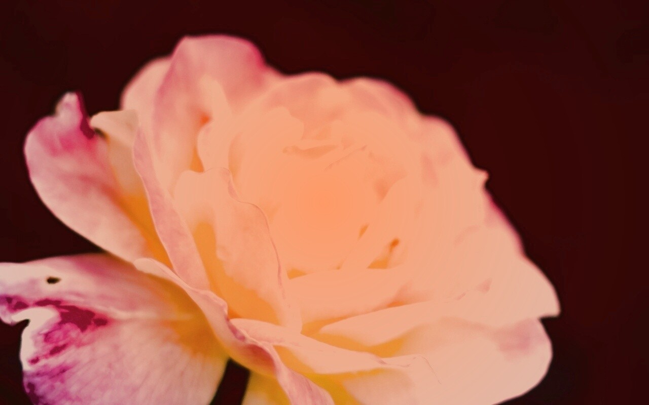 Картинка с нежным розовым цветком обои