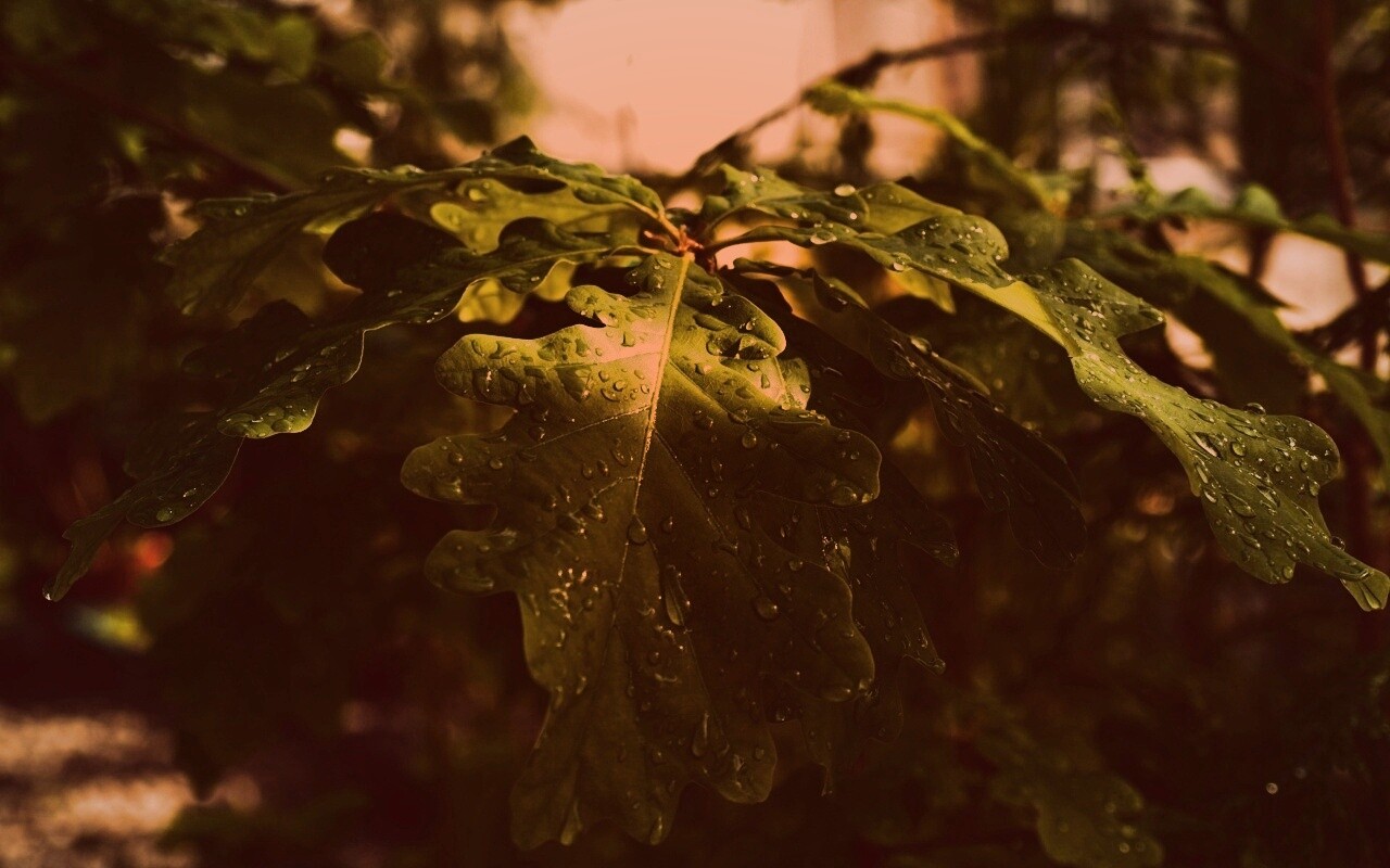 Сочные листья дуба обои