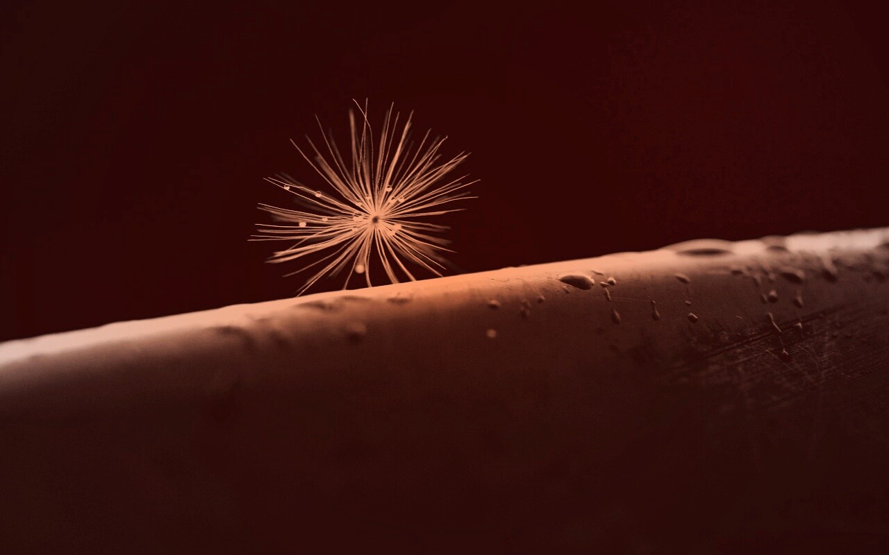 Прилипшая пушинка обои