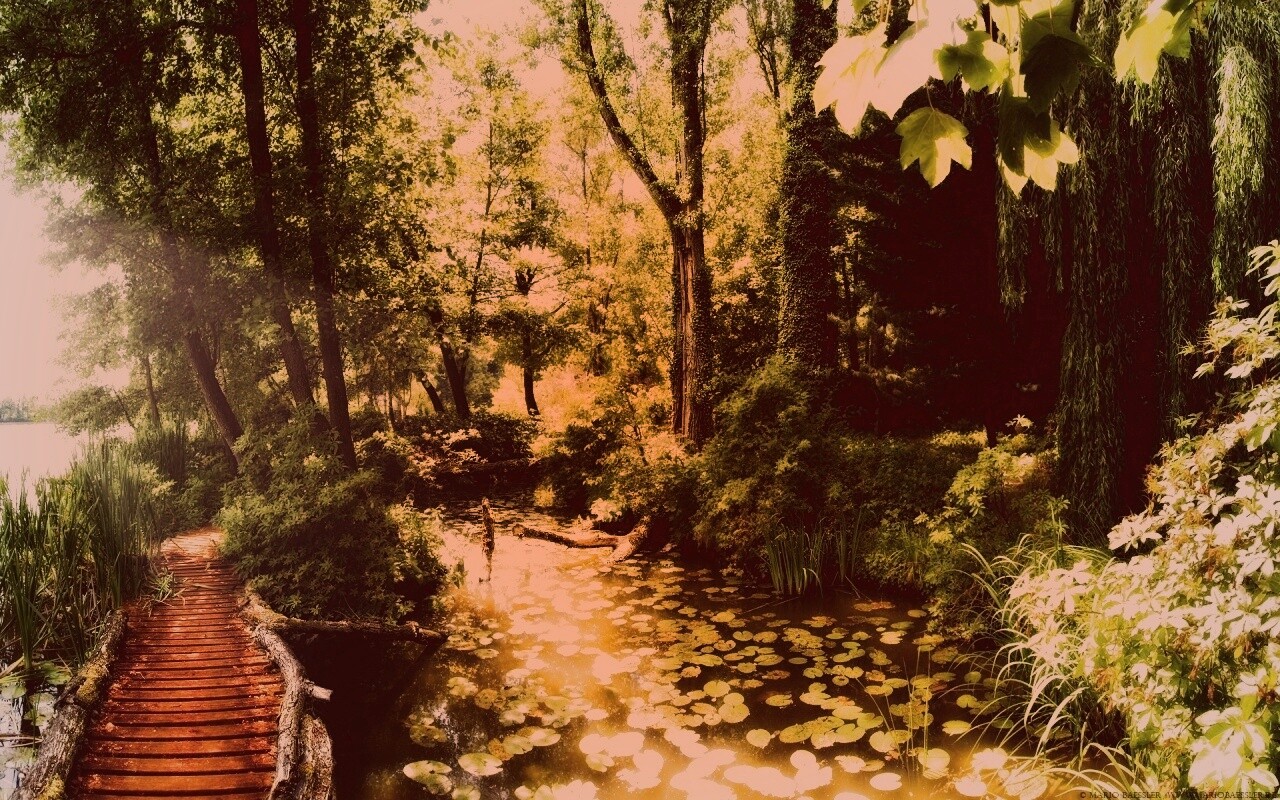 Пруд в лесу обои