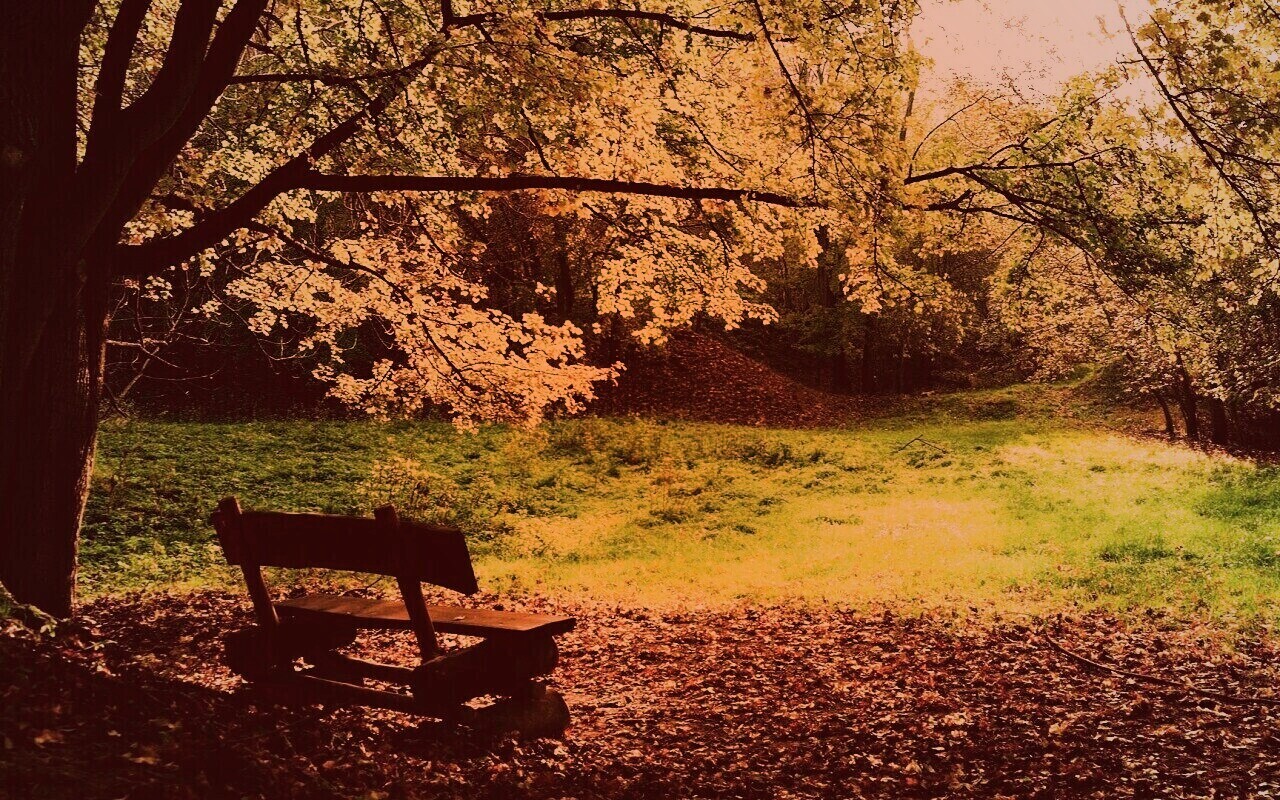 Скамейка под деревом обои