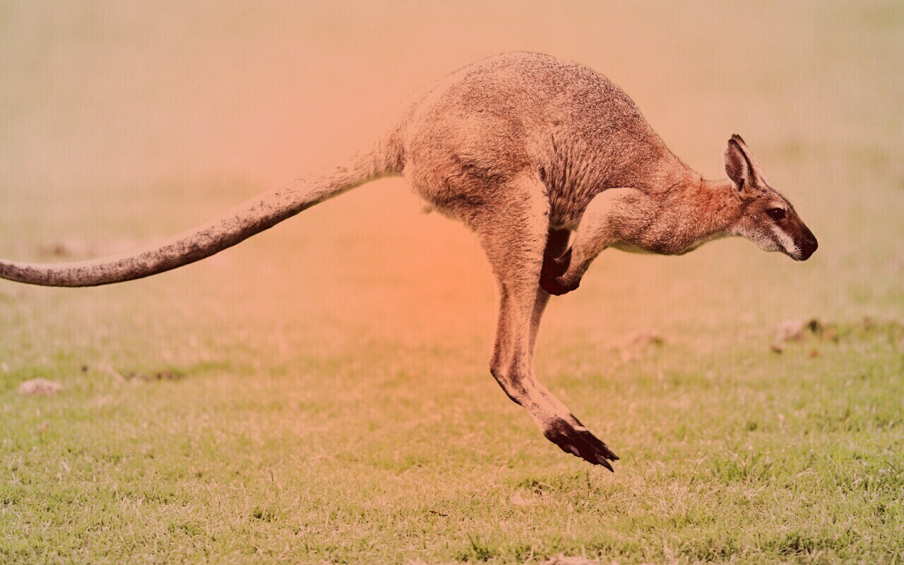 Кенгуру обои