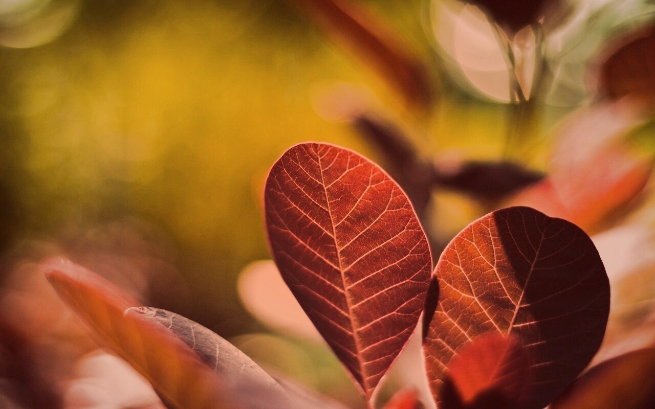 Красные листья обои