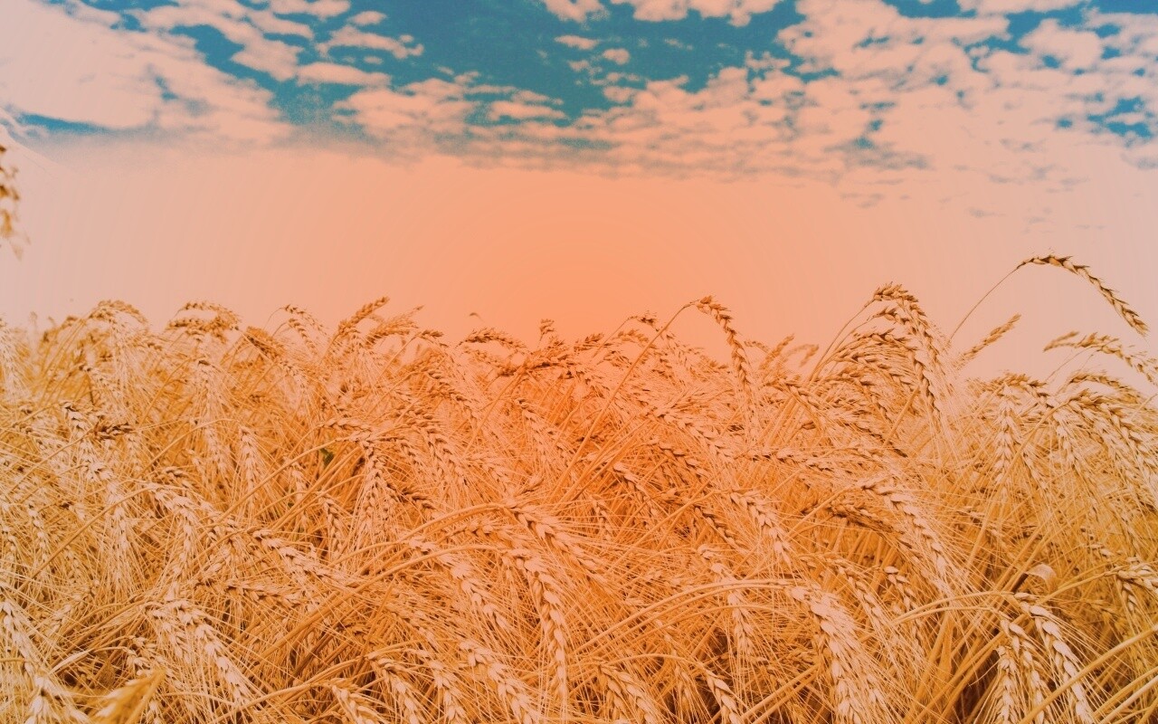 Колосья в поле обои