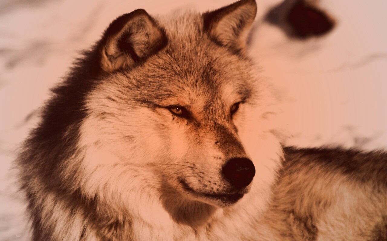 Лайка на снегу обои