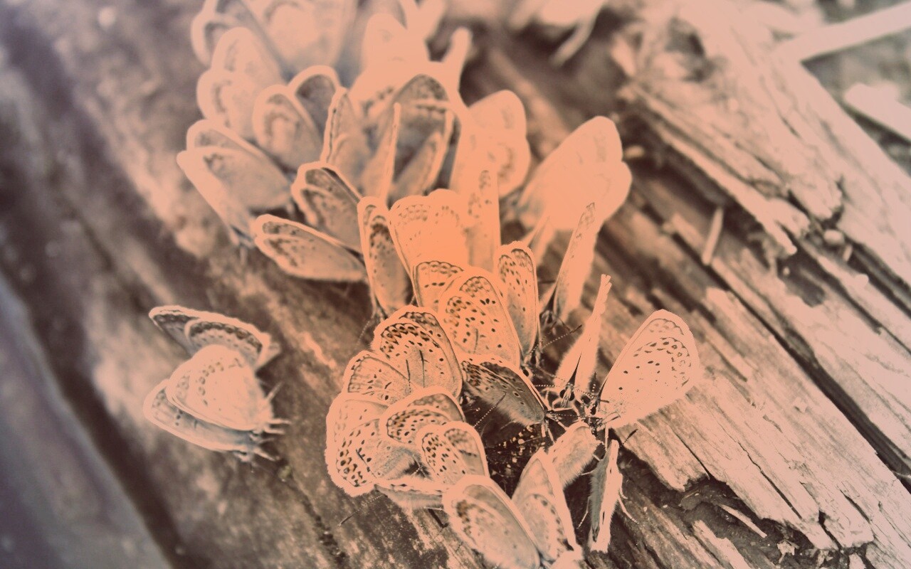 Голубые бабочки обои