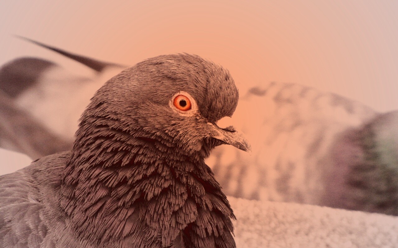 Смотрит в самую душу обои