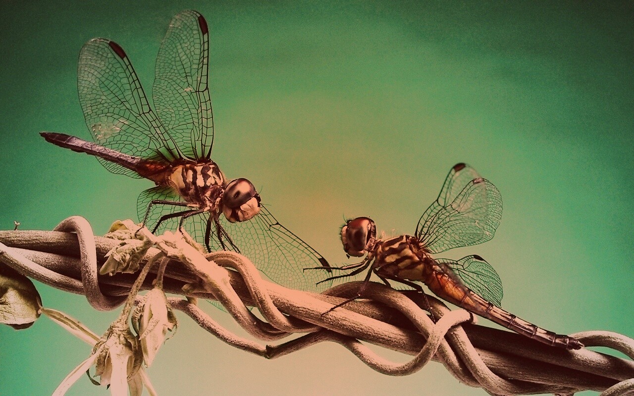 Две стрекозы обои