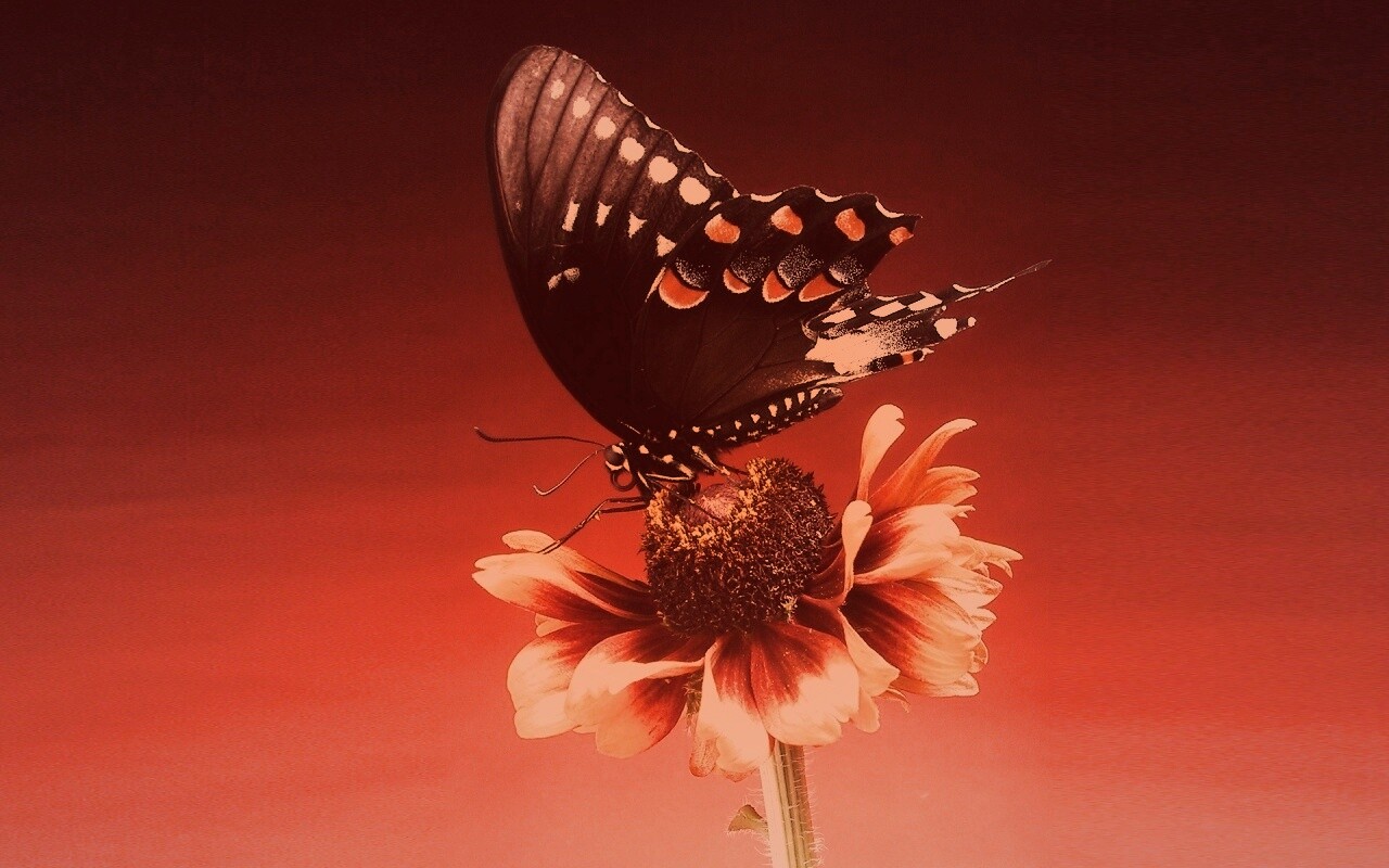 Бабочка на цветке обои
