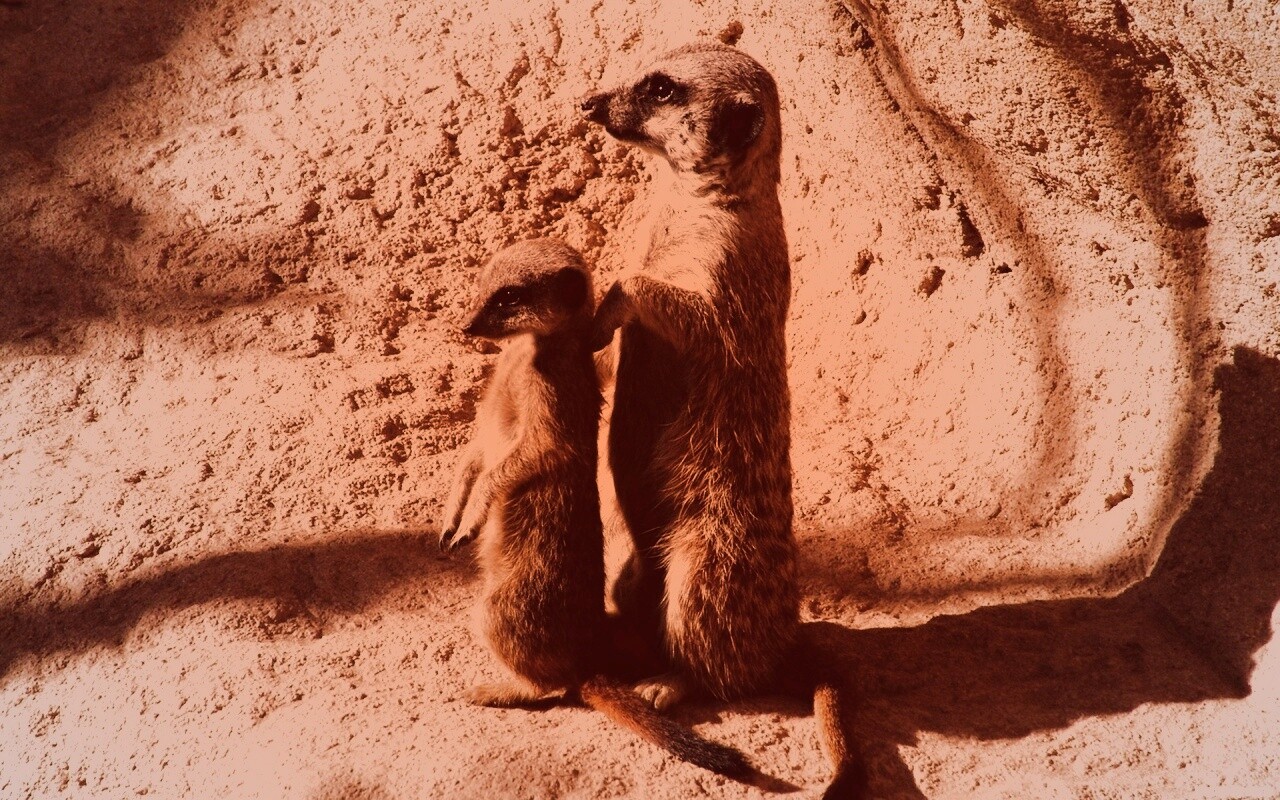 Сурикаты на страже отчизны обои