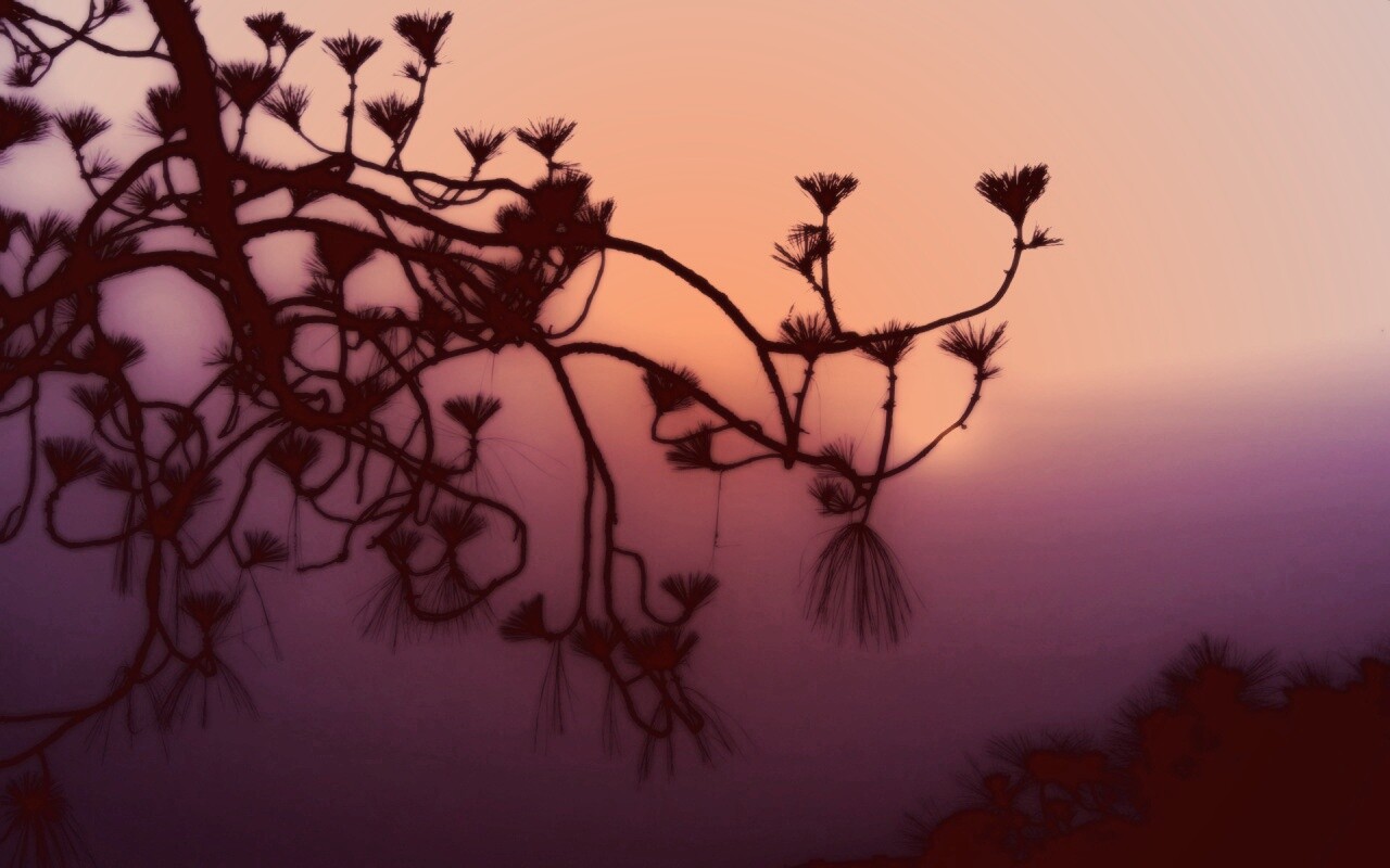 Ленкоранская акация на фоне синего заката обои