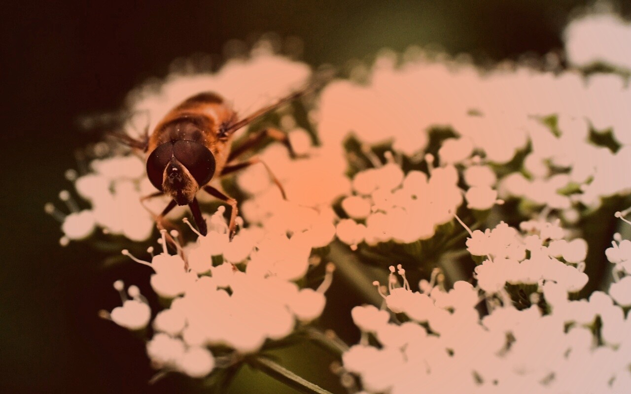 Пчела на нежный белых цветах обои