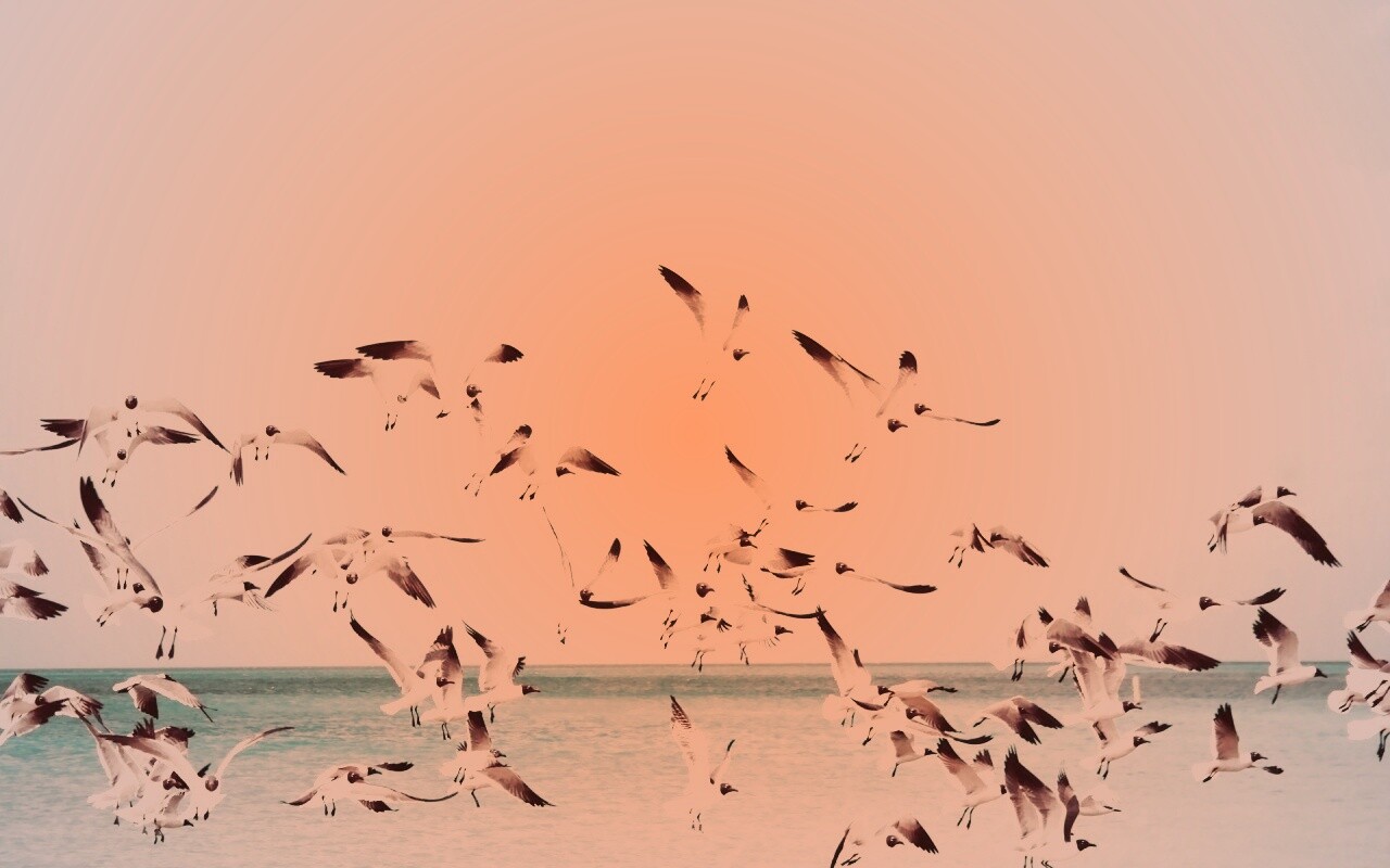Стая взлетающих чаек обои
